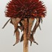 Susan Winters Photo 27