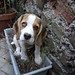 David Beagle Photo 31