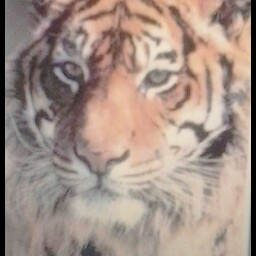 Anna Tiger Photo 23