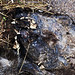 Ronald Badger Photo 12
