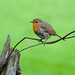 Robin Welsh Photo 22