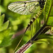 Heather Nettles Photo 9