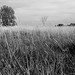 Gregory Marsh Photo 17