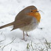 Robin Snow Photo 19