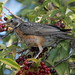 Robin Shay Photo 15