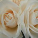Rose Marte Photo 18
