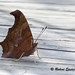 Wayne Marsh Photo 20