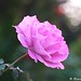 Rose Benge Photo 6