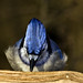 Jay Peck Photo 17