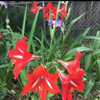 Janet Guidry Photo 26