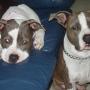 Shari Murray Photo 28