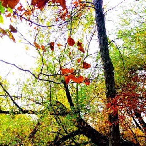 Susan Denning Photo 29