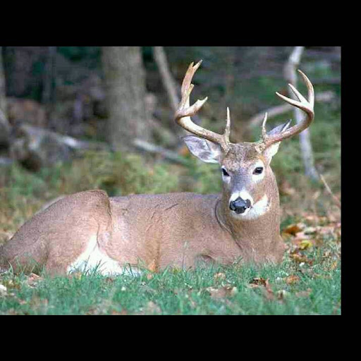 Larry Langley Photo 35
