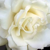 Linda Colwell Photo 35
