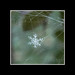 Karen Snow Photo 13