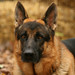 Kelly Shepherd Photo 31