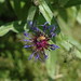 Carol Bee Photo 6