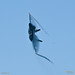 Sean Mcdonnell Photo 42