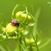 Vicki Plant Photo 8