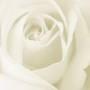 Deborah Welch Photo 21