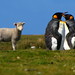 Stanley Lamb Photo 6