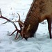 Timothy Snow Photo 32