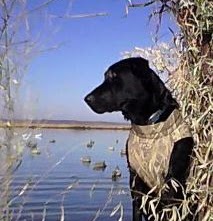 Mark Moser Photo 44