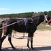 Howard Trotter Photo 14