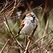 William Chaffinch Photo 3