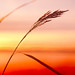 Reed Reed Photo 22