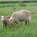 Lottie Lamb Photo 5
