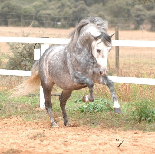 Francisco Lagunas Photo 21