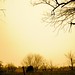 Virginia Schaeffer Photo 12