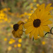 Susan Harrell Photo 19
