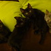 Renae Smith Photo 15