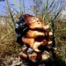 Alice Arnold Photo 14
