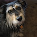Mandy Brown Photo 7