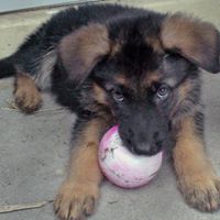 Jacob Rosenberg Photo 27