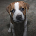 Jack Russell Photo 25