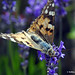Cynthia Dykes Photo 6