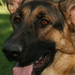 Kelly Shepherd Photo 30