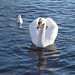 Amy Swan Photo 37