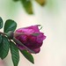 Rose Blackburn Photo 12