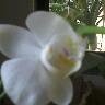 Pamela Wise Photo 23