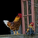 Debbie Flanigan Photo 19