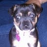 Bobbie Rocha Photo 13