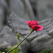 Rose Powers Photo 15