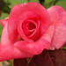 Renae Williams Photo 14