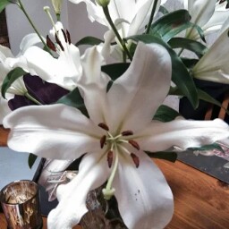 Ann Evans Photo 16