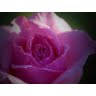 Debra Gilmore Photo 28